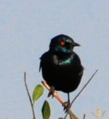 Greater Blue-eared Starling - ML618384386