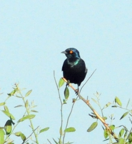 Greater Blue-eared Starling - ML618384387