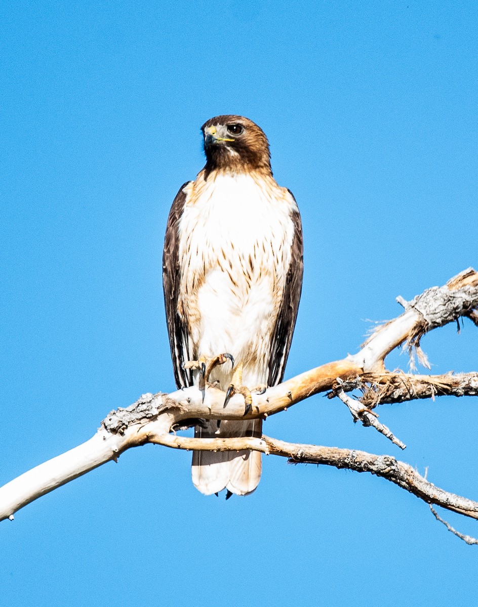 Red-tailed Hawk - ML618384414