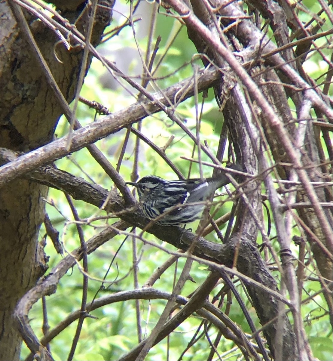 Black-and-white Warbler - ML618384416