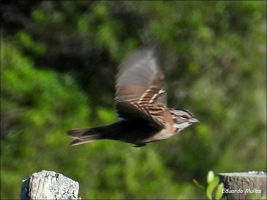 Rufous-collared Sparrow - Hermann Eduardo Muñoz