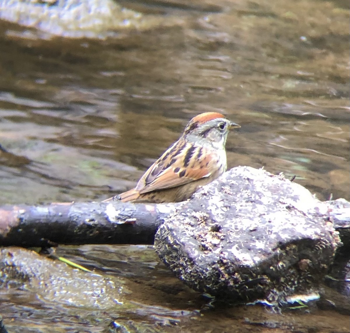Swamp Sparrow - ML618384428