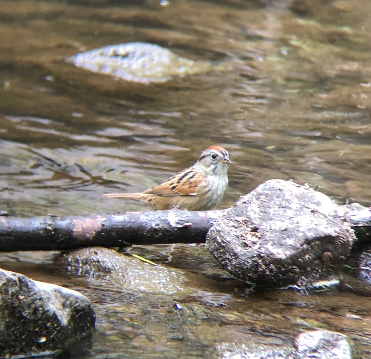 Swamp Sparrow - ML618384431