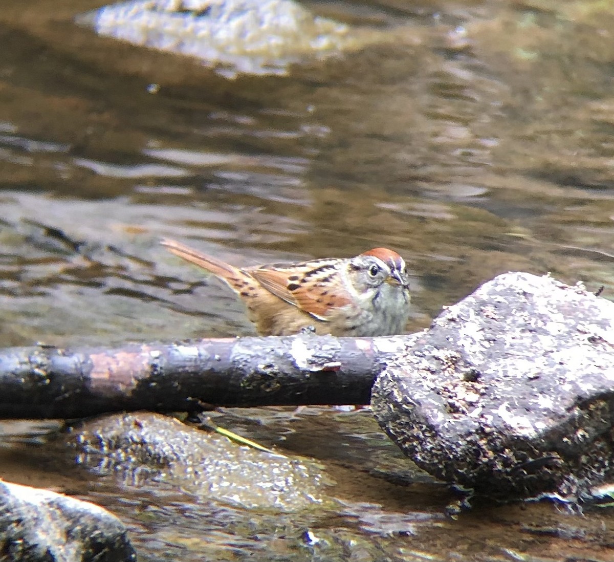 Swamp Sparrow - ML618384432