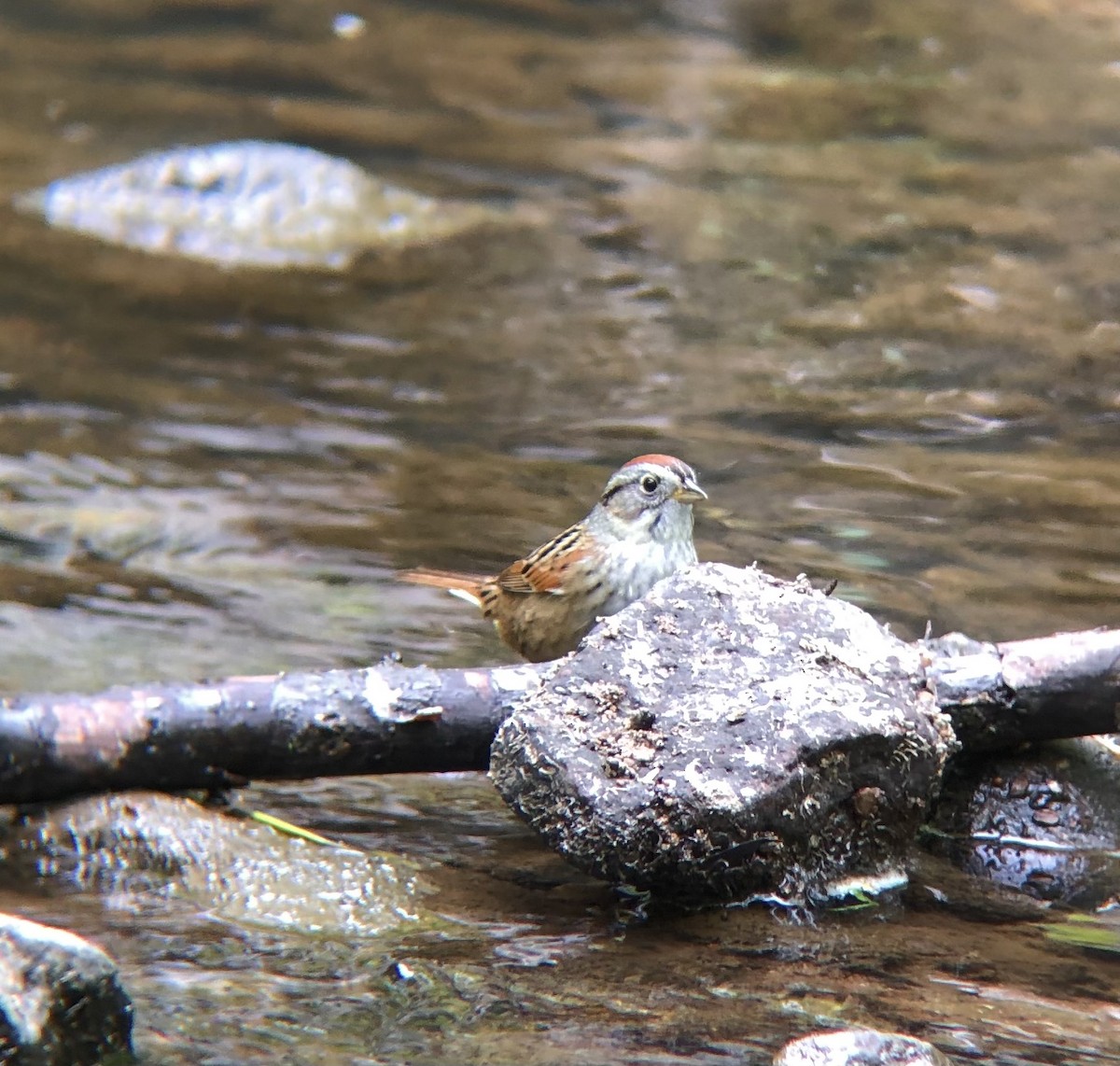 Swamp Sparrow - ML618384433