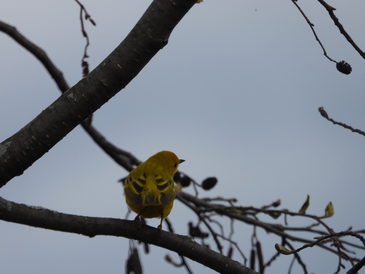 Yellow Warbler - ML618384447