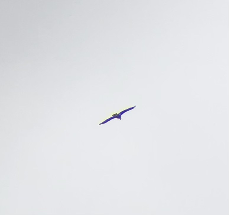 Белоголовый орлан - ML618384452