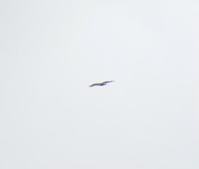 Белоголовый орлан - ML618384453