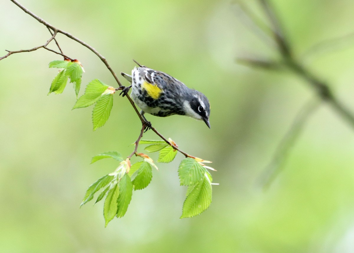 Yellow-rumped Warbler - Bruce Arnold