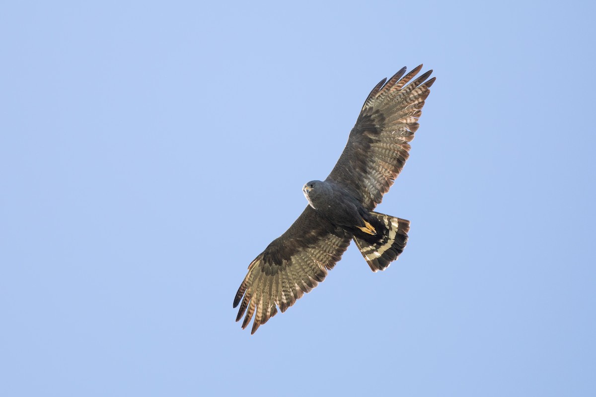 Zone-tailed Hawk - ML618384524