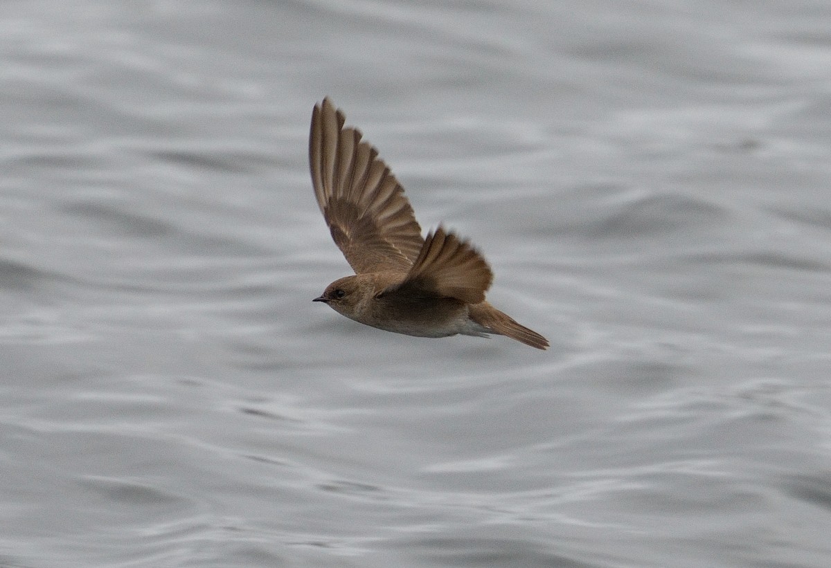 Northern Rough-winged Swallow - ML618384527