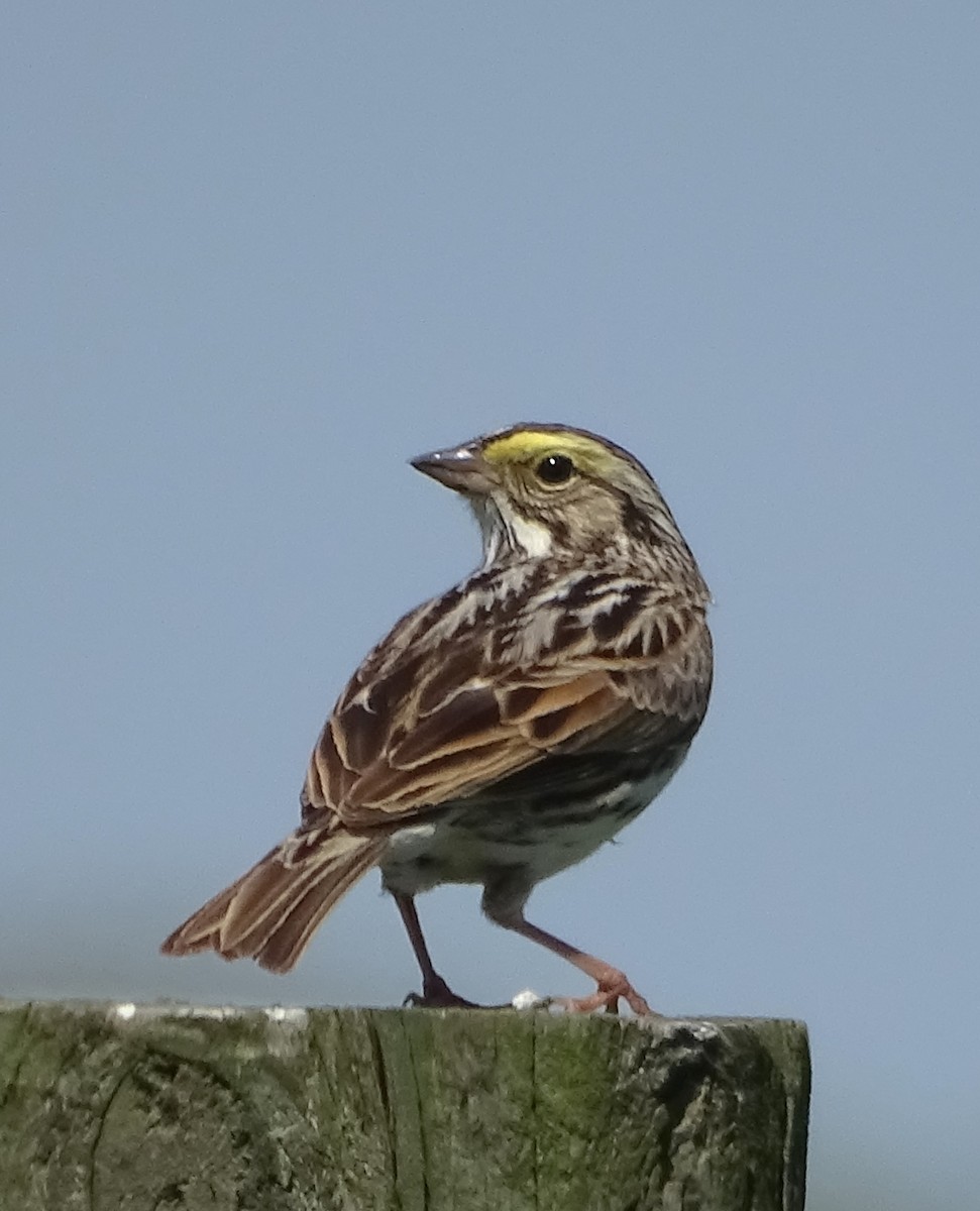 Savannah Sparrow - ML618384554