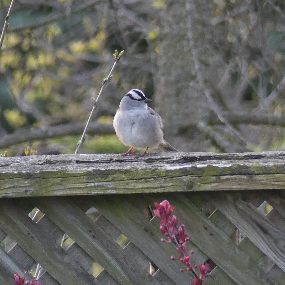 White-crowned Sparrow - ML618384576
