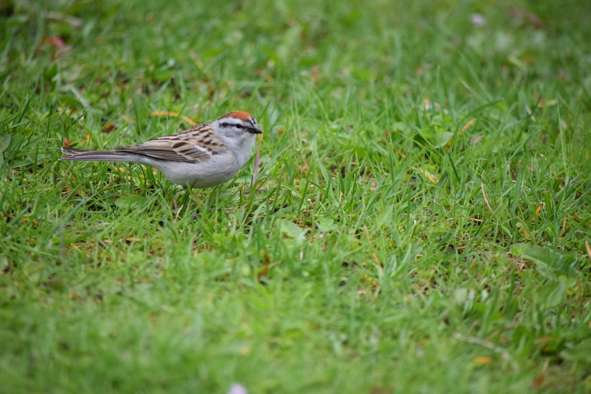 Chipping Sparrow - ML618384577