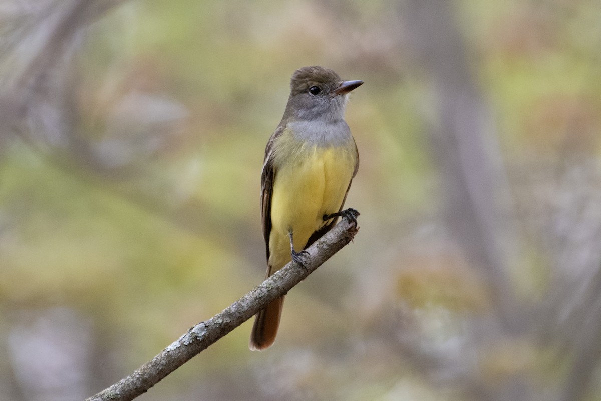 Great Crested Flycatcher - ML618384615