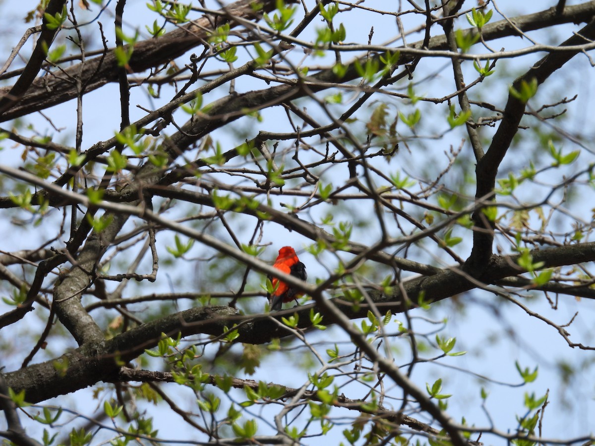 Scarlet Tanager - ML618384636