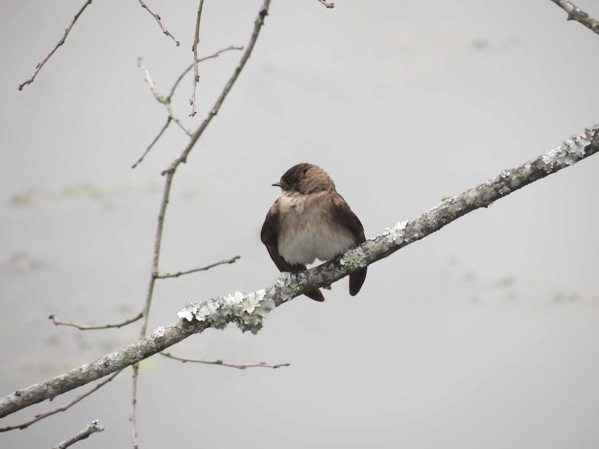 Northern Rough-winged Swallow - ML618384655
