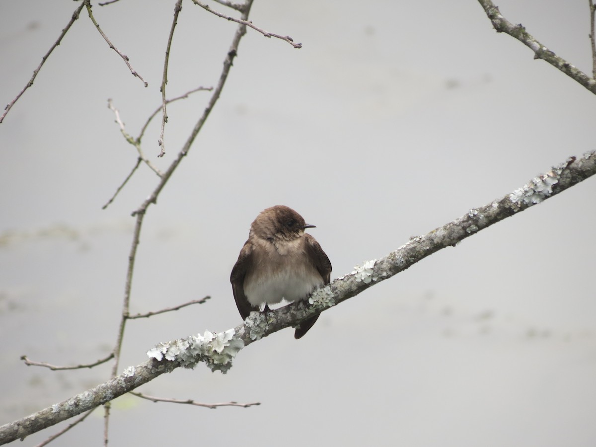 Northern Rough-winged Swallow - ML618384657