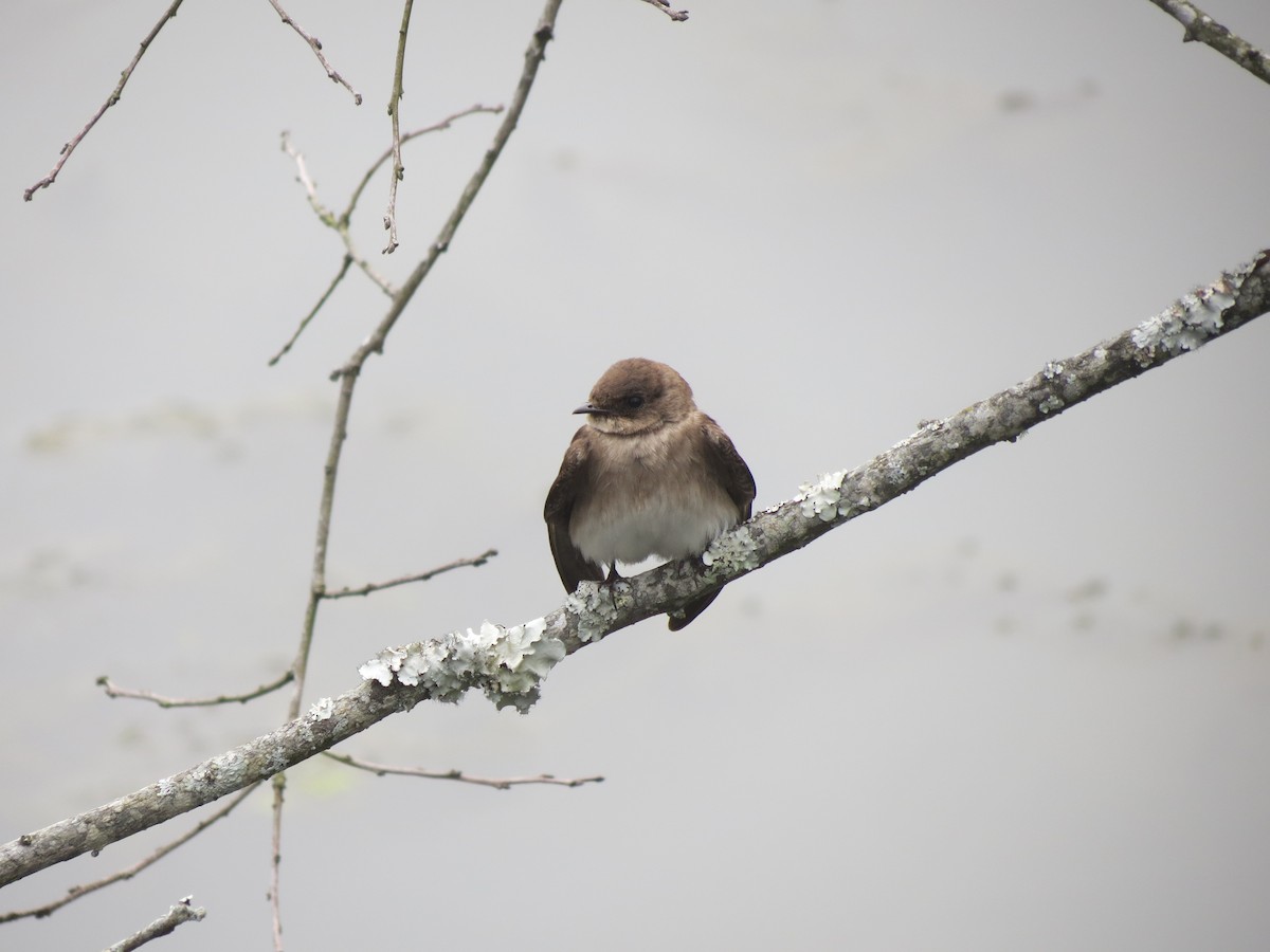 Northern Rough-winged Swallow - ML618384660
