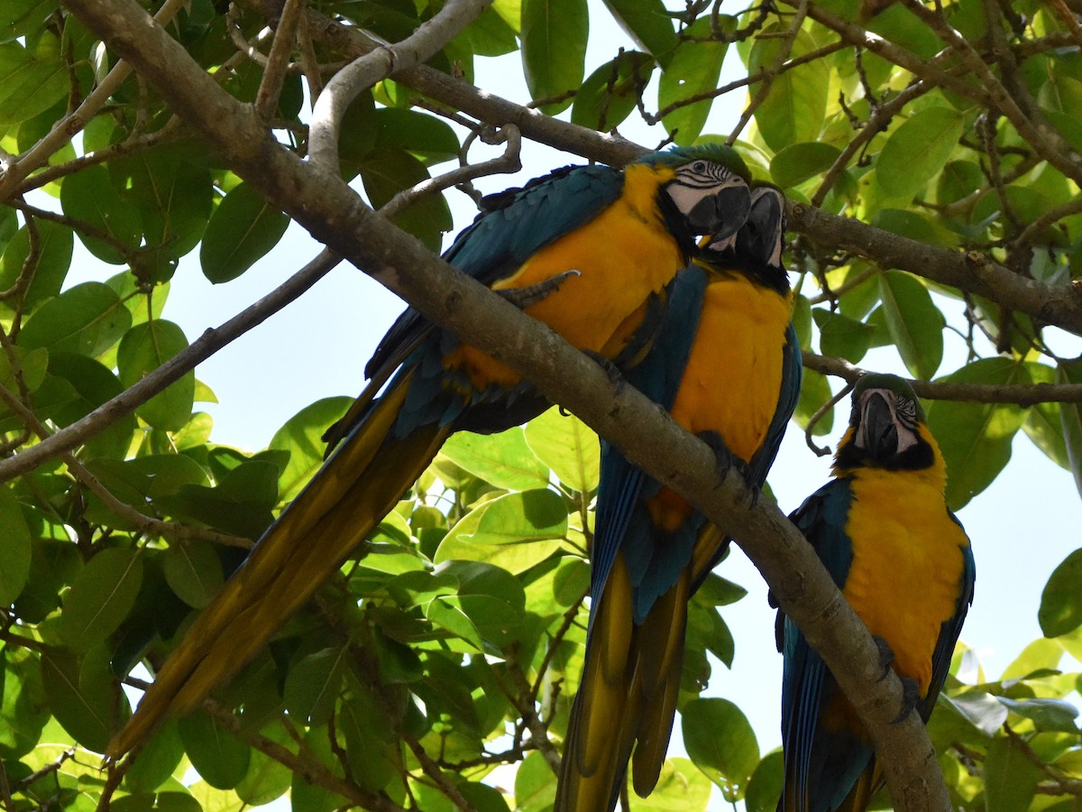 Blue-and-yellow Macaw - ML618384661