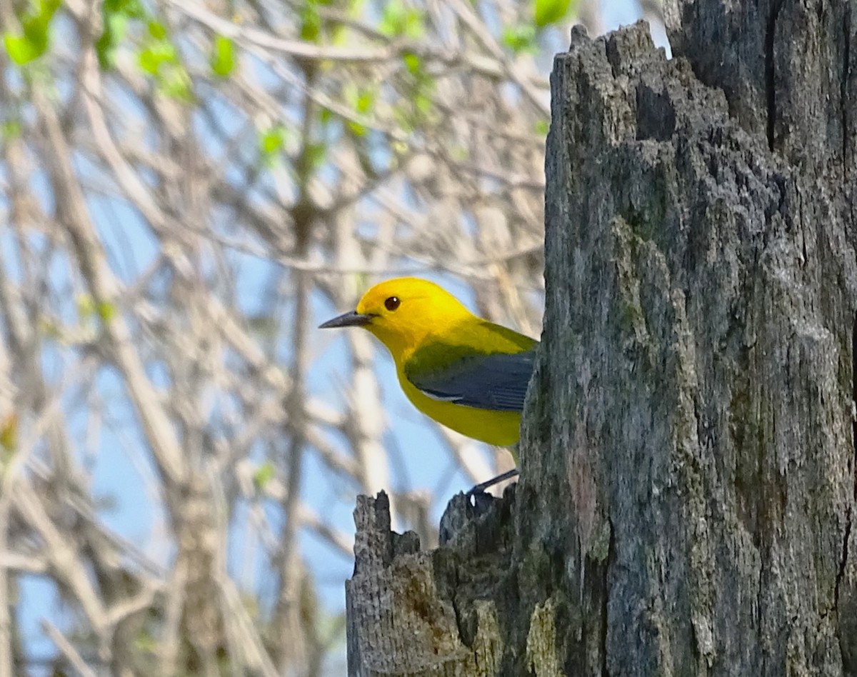 Prothonotary Warbler - ML618384676