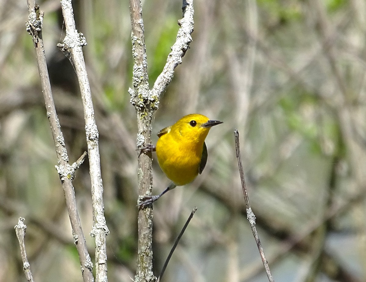 Prothonotary Warbler - ML618384677
