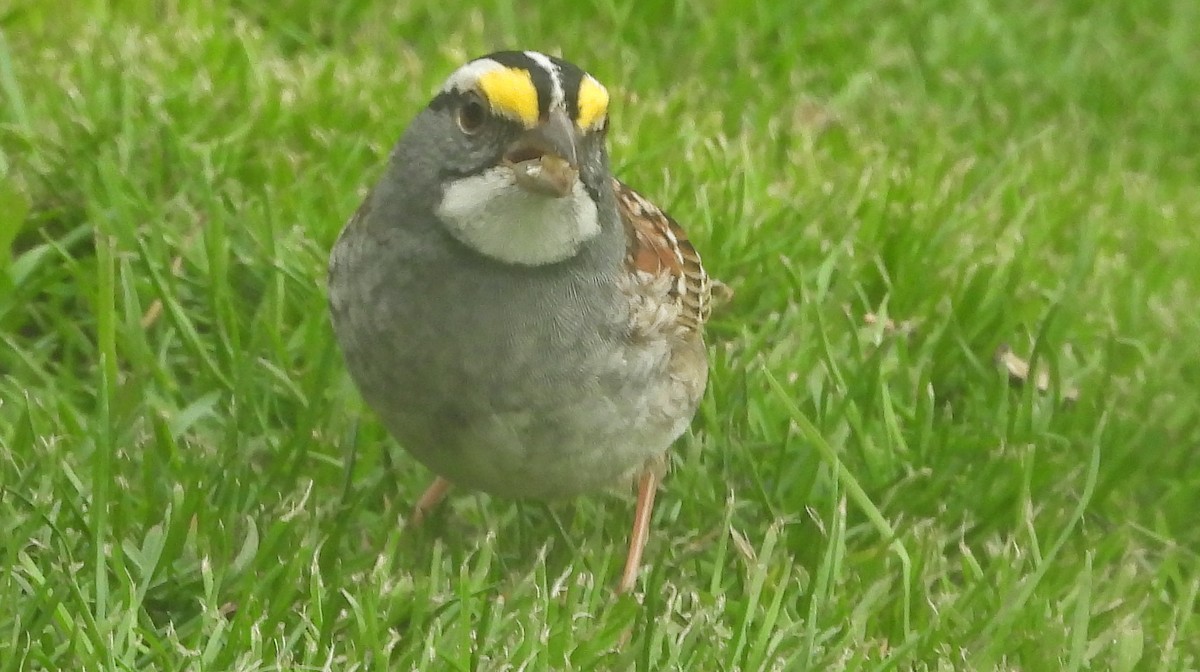 White-throated Sparrow - Alan Green
