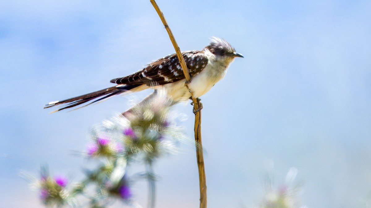 Great Spotted Cuckoo - ML618384722