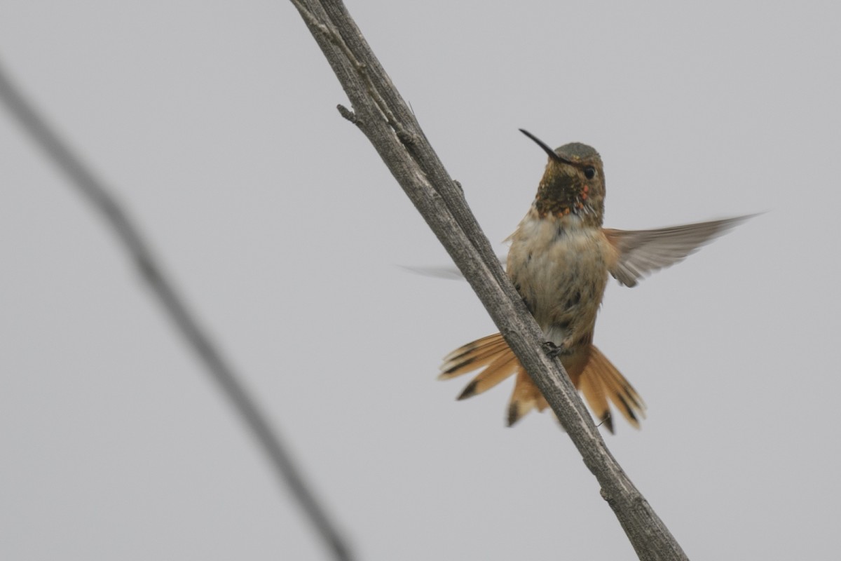Allen's Hummingbird - ML618384723