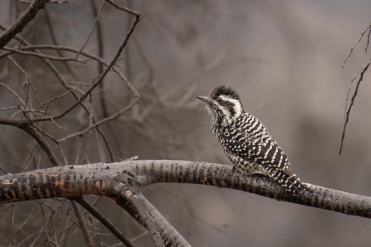 Striped Woodpecker - ML618384766