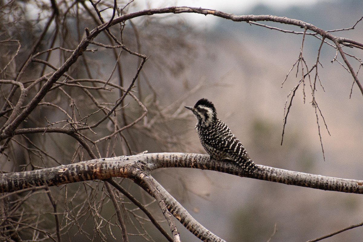 Striped Woodpecker - ML618384770