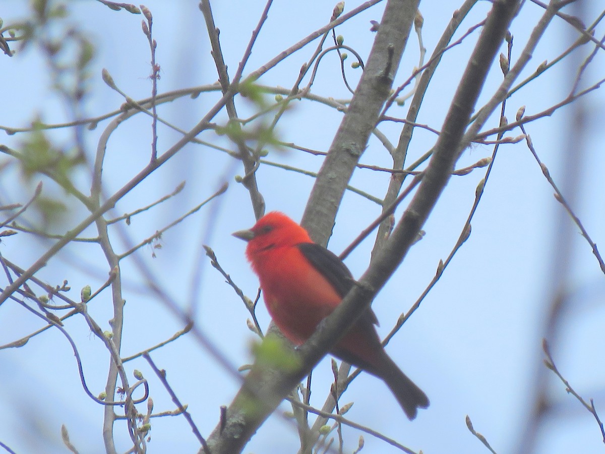 Scarlet Tanager - ML618384776