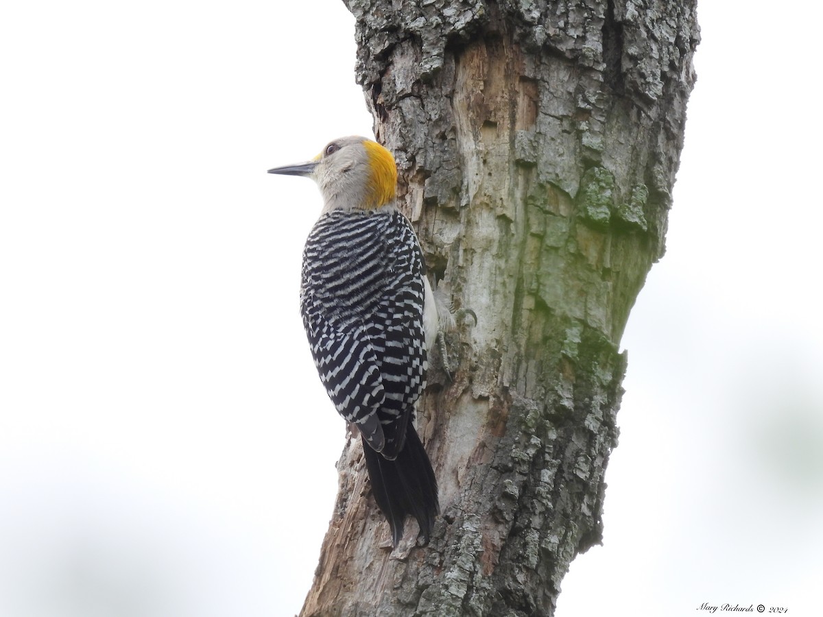 Golden-fronted Woodpecker - Mary Richards