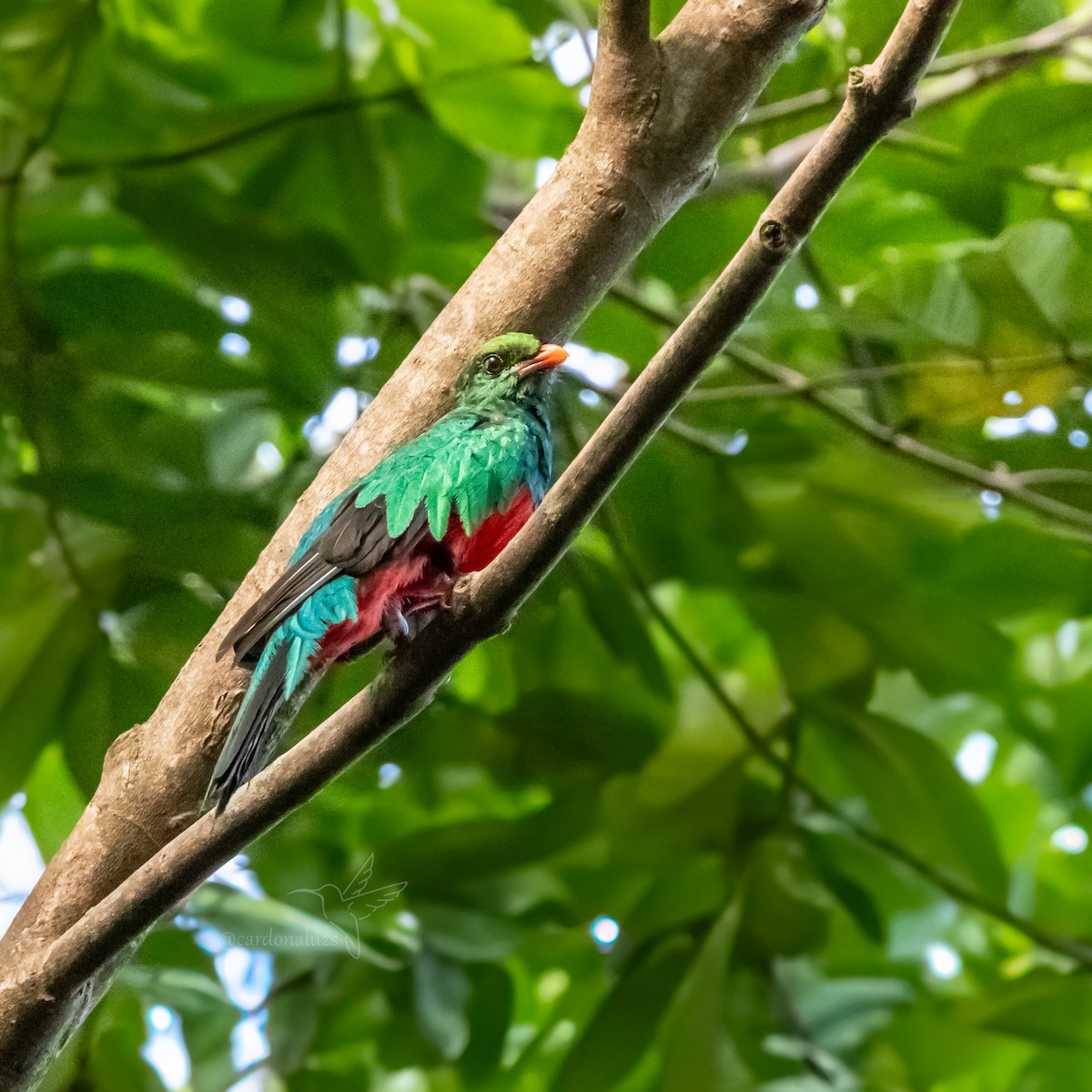 Quetzal pavonin - ML618384808