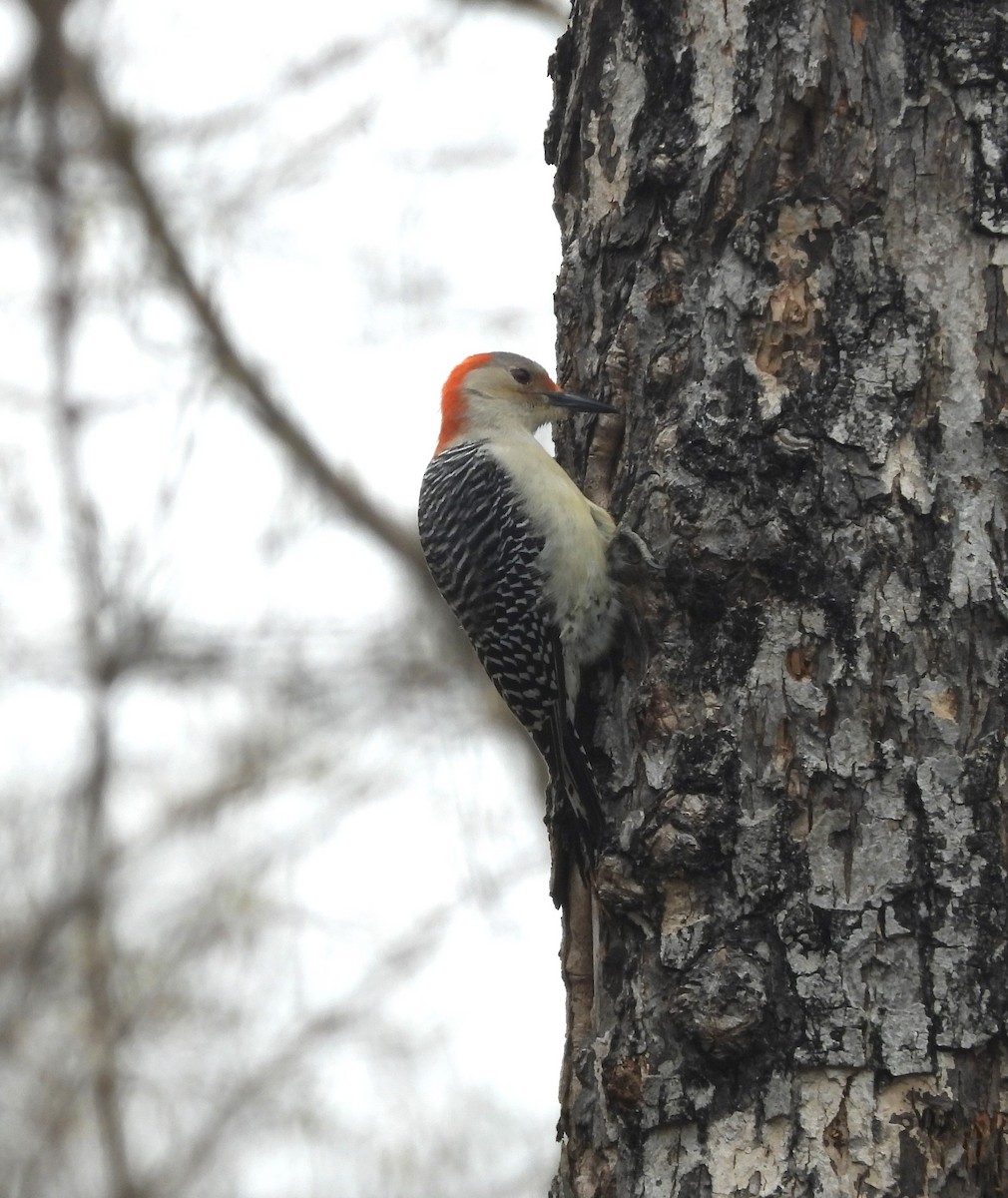 Red-bellied Woodpecker - ML618384825