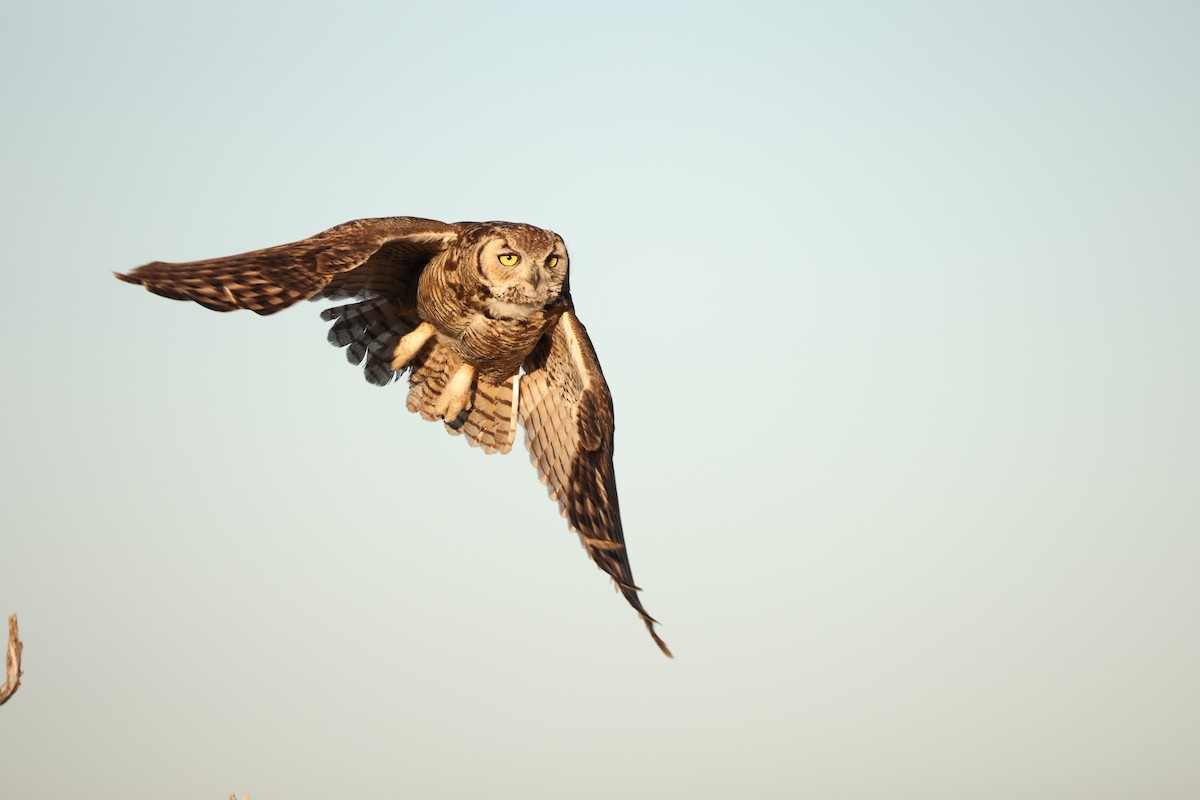 Great Horned Owl - ML618384830