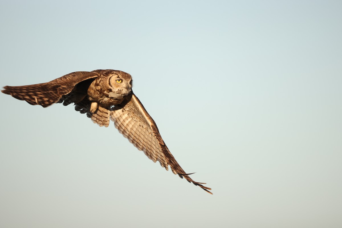 Great Horned Owl - ML618384831