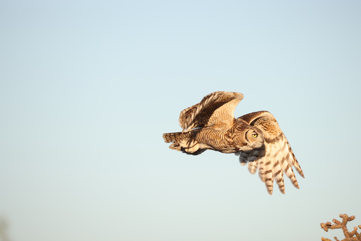 Great Horned Owl - ML618384832