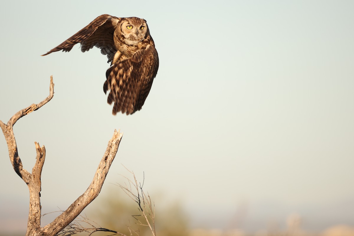 Great Horned Owl - ML618384833