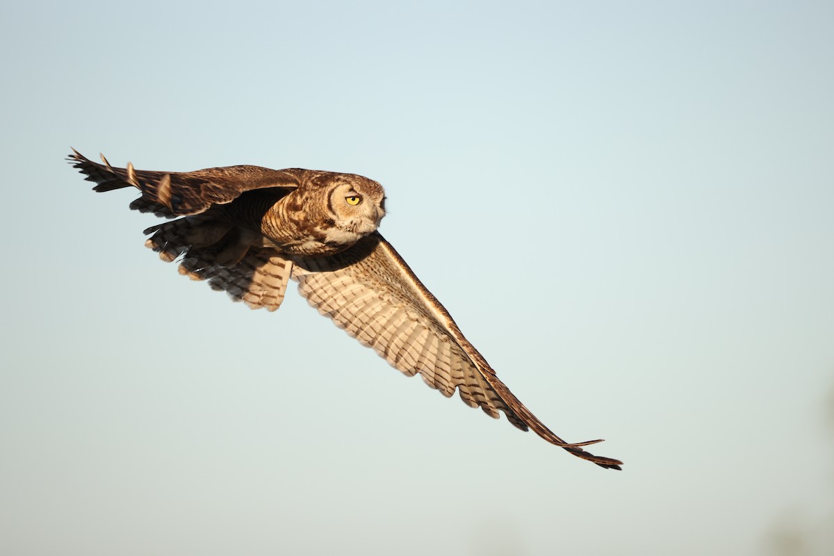 Great Horned Owl - Brian Gibbons