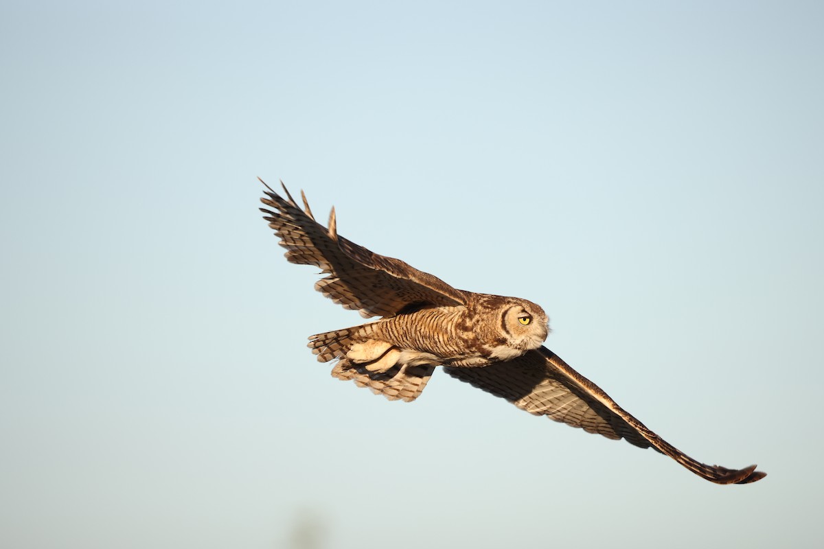 Great Horned Owl - ML618384835