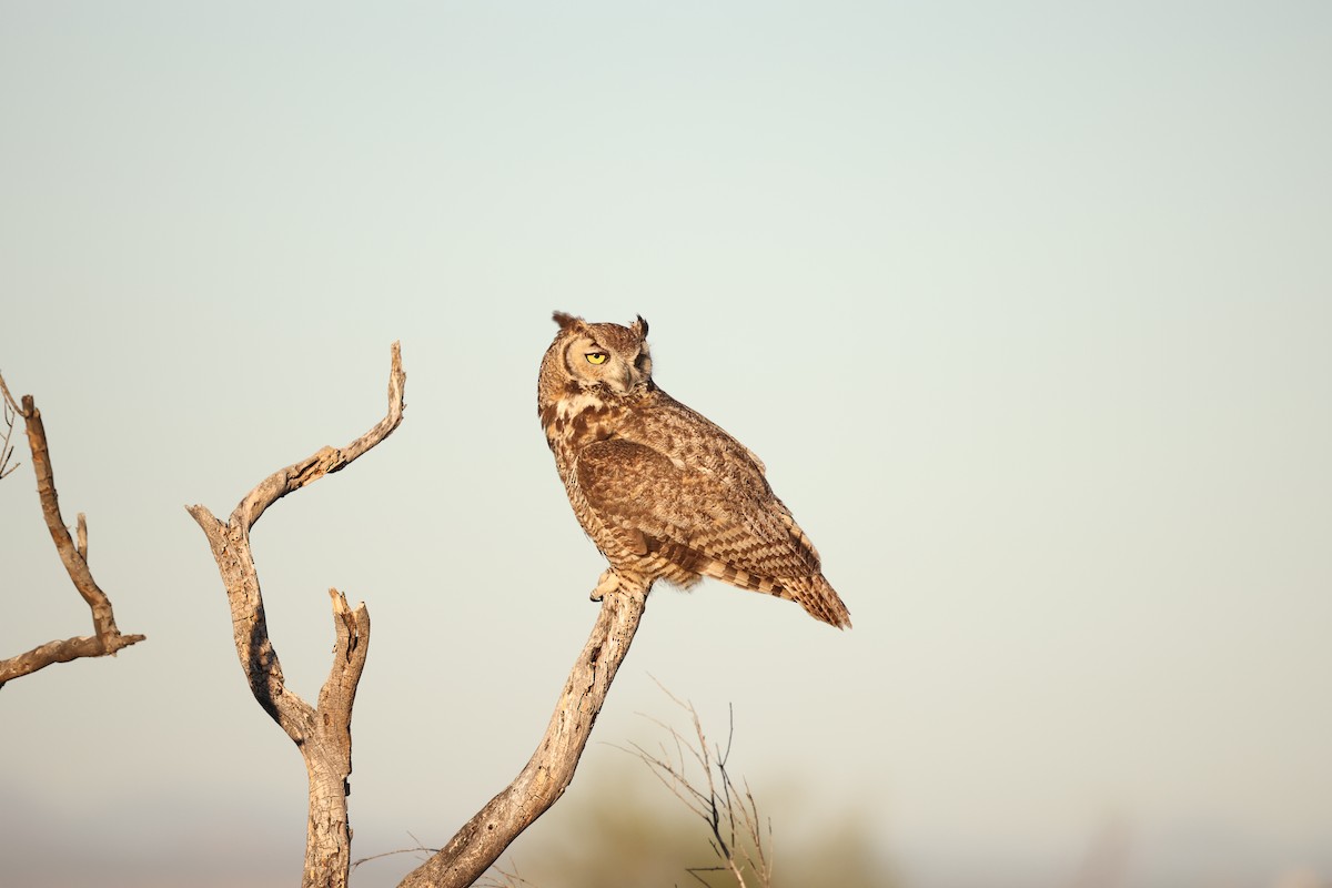 Great Horned Owl - ML618384838