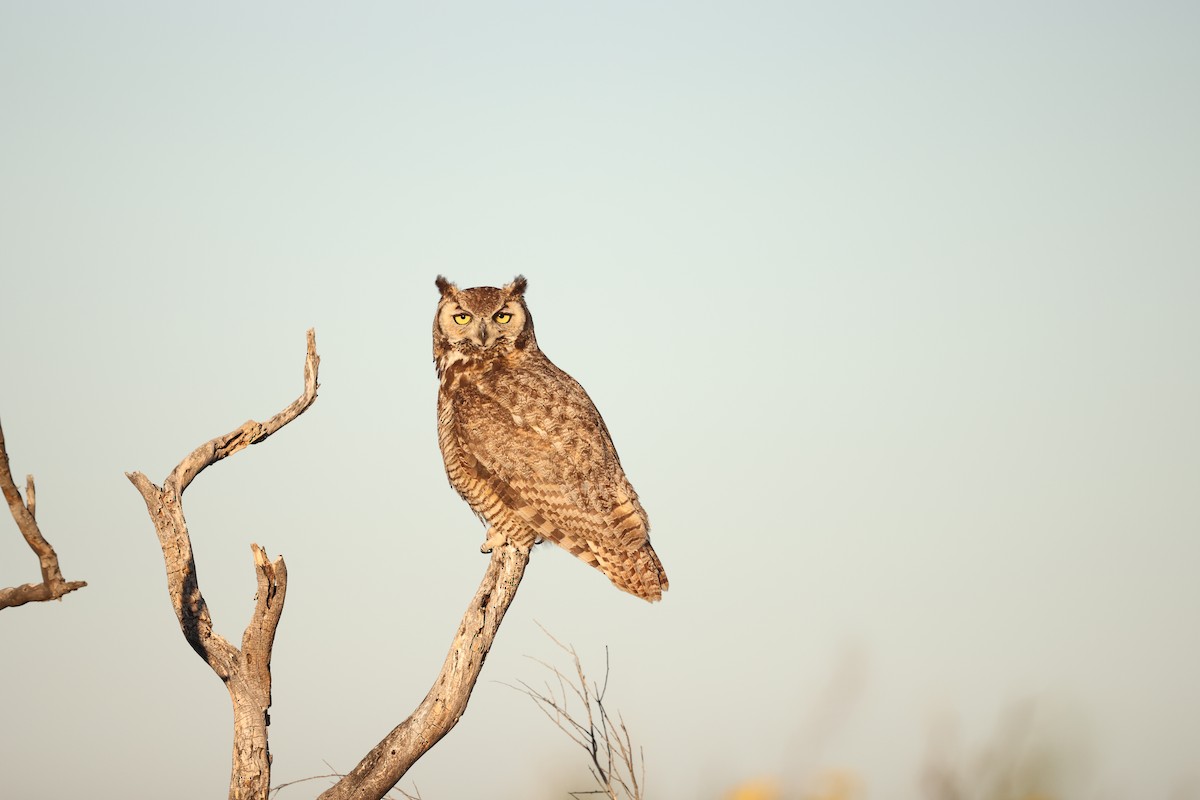 Great Horned Owl - ML618384839