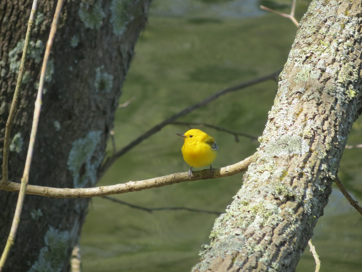 Prothonotary Warbler - ML618384864