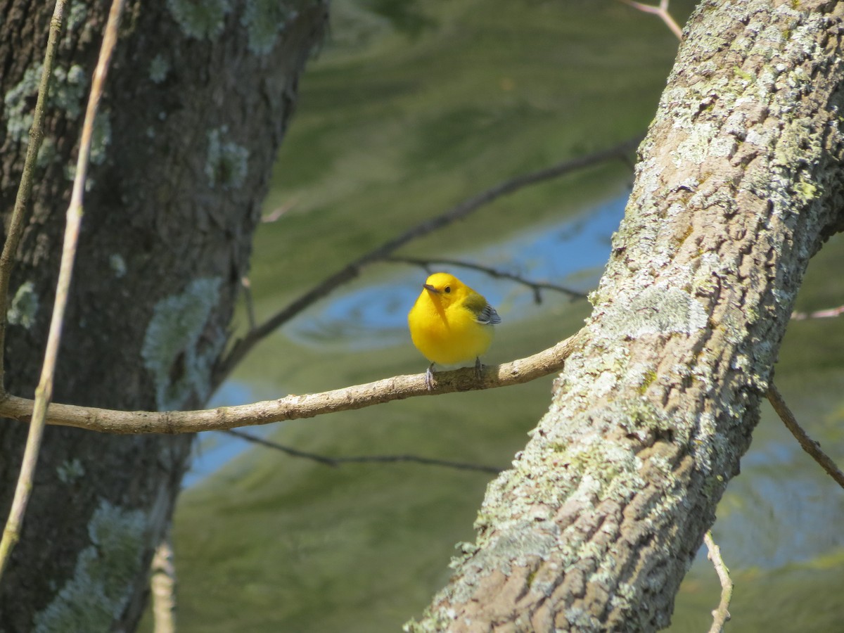 Prothonotary Warbler - ML618384871