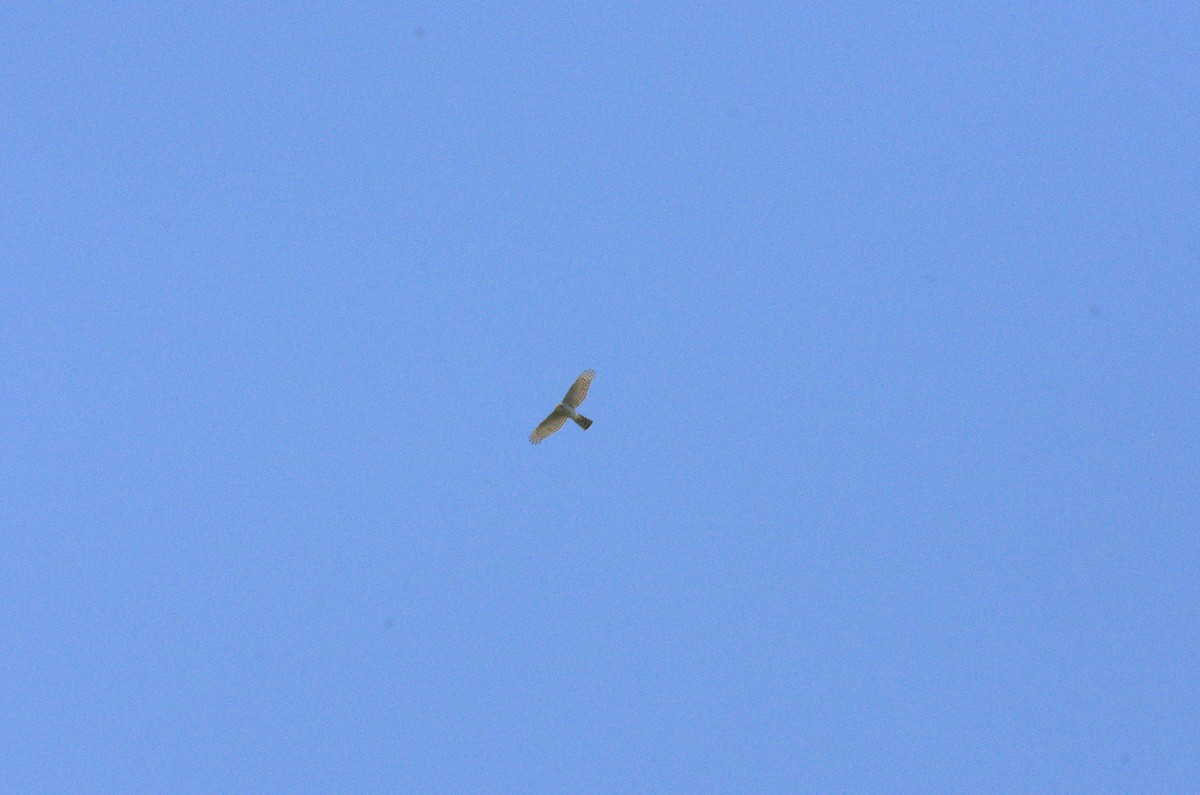 Eurasian Sparrowhawk - ML618384872