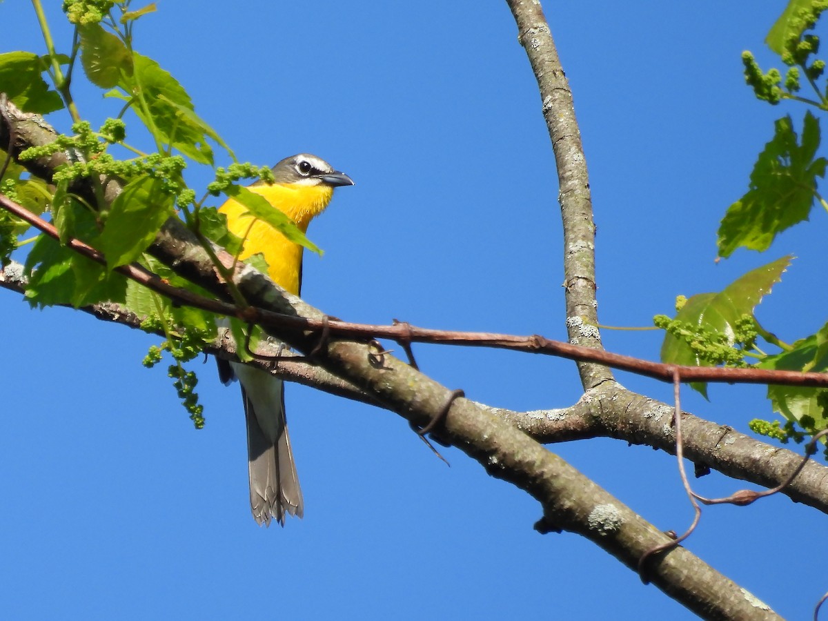 Yellow-breasted Chat - ML618384887