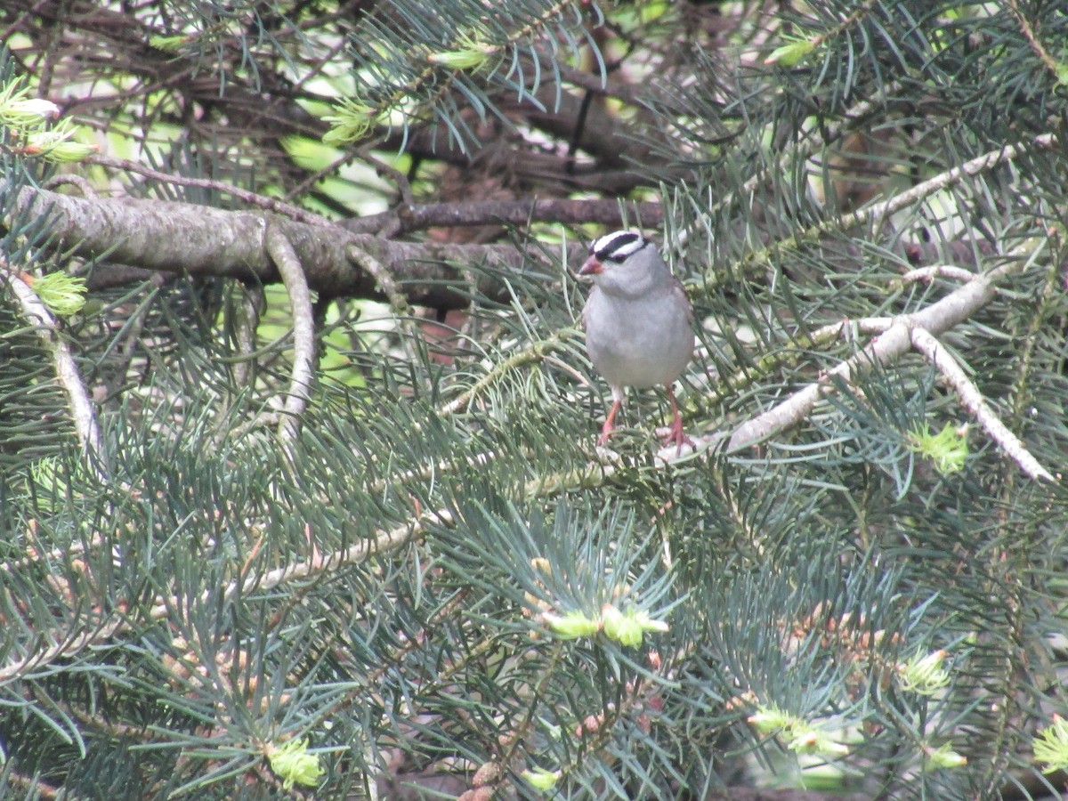 White-crowned Sparrow - ML618384898