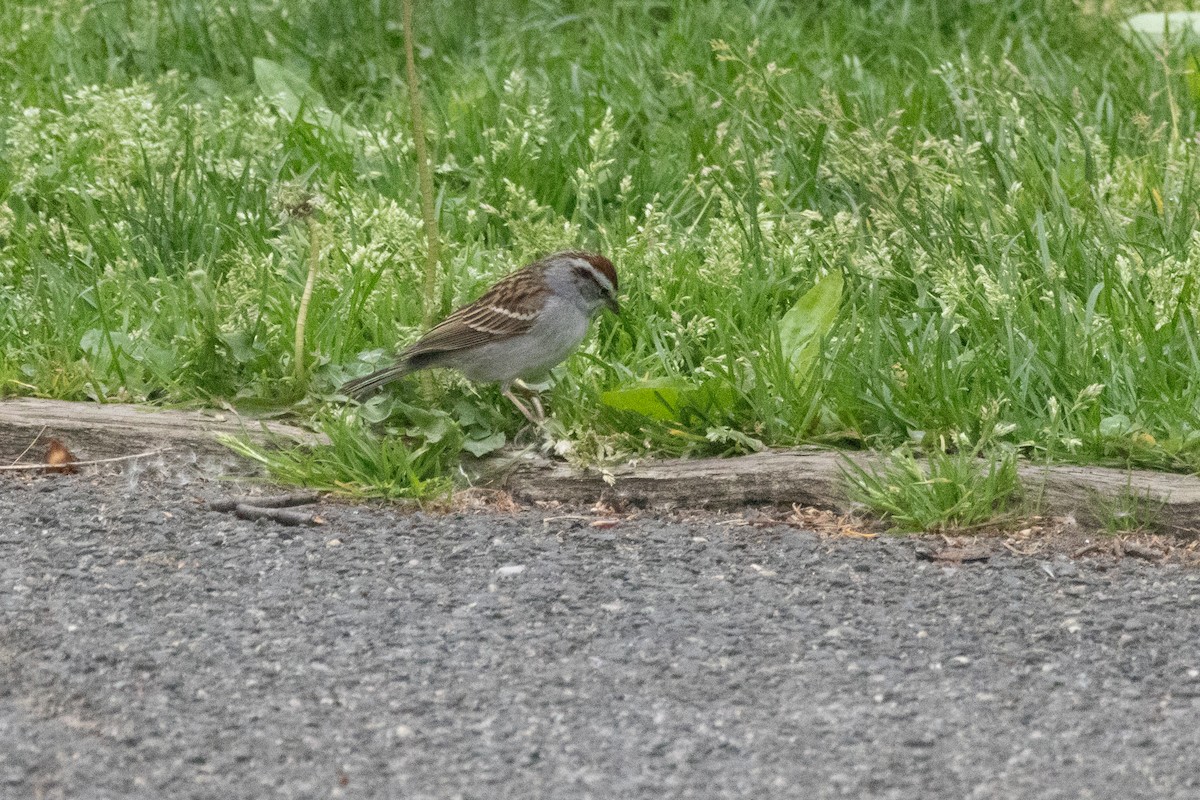 Chipping Sparrow - Barrie Raik