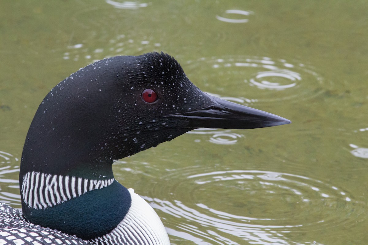 Common Loon - Justin Saunders